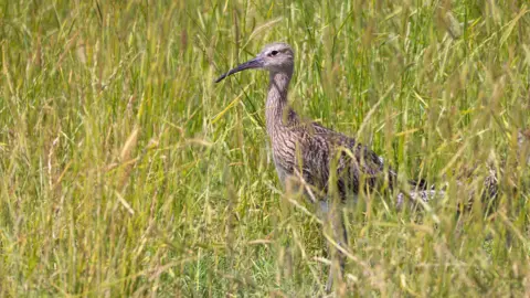 Yvette Austin/BBC A brown bird is standing a grassy field