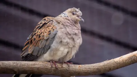 Bristol Zoological Society A European Turtle Dove