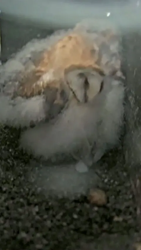 A barn owl owlet sits in its nest. It is still quite young and has a lot of fluffy white feathers. Its eyes are closed.
