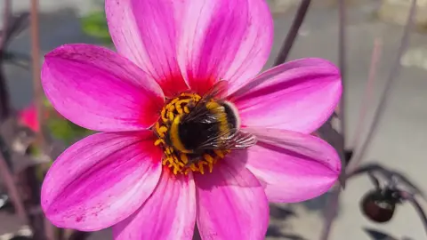 Liz Pirouet-Douglas A bee in the middle of a flower which has neon pink petals.