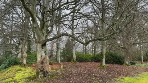The ancient woodland at Kingsmeadows featuring numerous trees and greenery, as well as a small brick wall