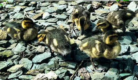 Callum Malone  Five baby ducklings standing on slate chips