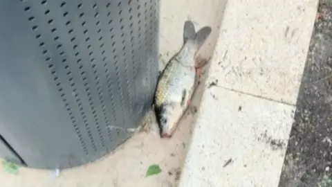 A fish stranded on a paved surface beside a perforated metal bin, lying on its side in a narrow gap between the structure and a concrete curb.