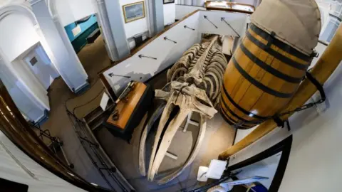 Hull City Council/Neil Holmes Whale skeleton at Hull Maritime Museum