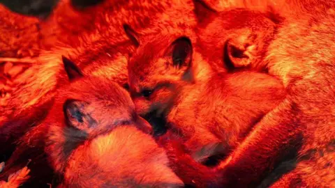 Alex Layzell/Africa Alive Three small grey-coloured foxes huddled together under a warming lamp. They each have large ears, similar to bats, that are lined with black fur. Their heads are huddled within each other's bodies to keep warm. The picture has a red glow.