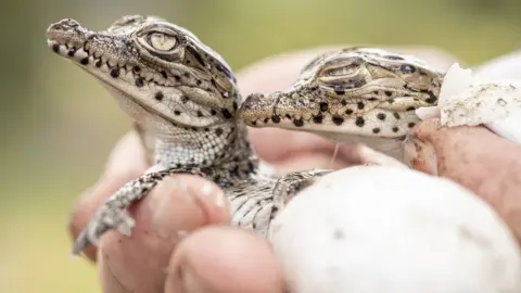 Cuban Crocodile hatchings in the Zapata Swamp breeding sanctuary in August 2019