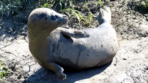 Carl Bovis Seal, Somerset Levels