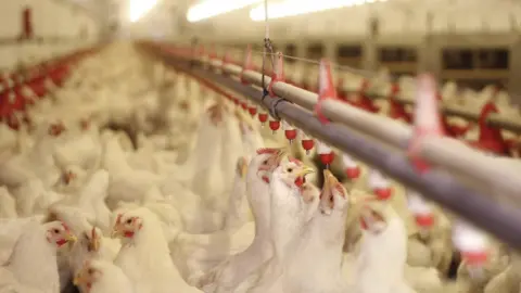 Getty Images Chickens in a poultry shed