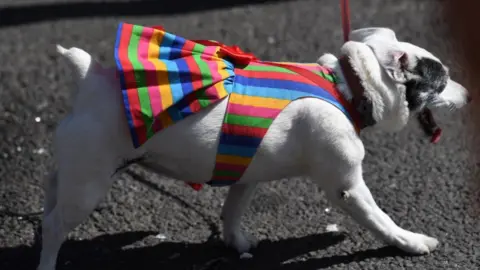 Matthew Horwood A dog with a pride outfit on