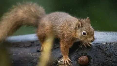 Liam McBurney/PA Mount Stewart is home to protected species such as the red squirrel