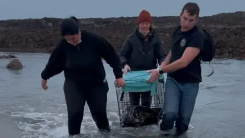 BDMLR Jersey Volunteers stood in knee deep water wearing navy clothes. They are carrying a cage, which looks similar to a dog cage, and the grey seal is sat inside. There is a blue towel on the top of the cage. 