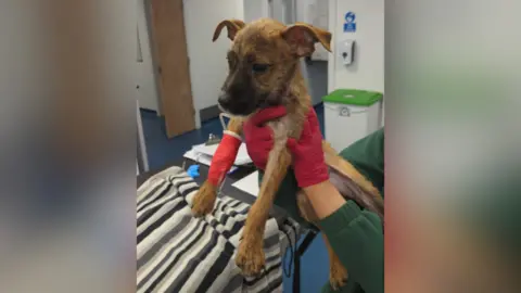 RSPCA Brindle Staffordshire Terrier Coco is held up by a vet