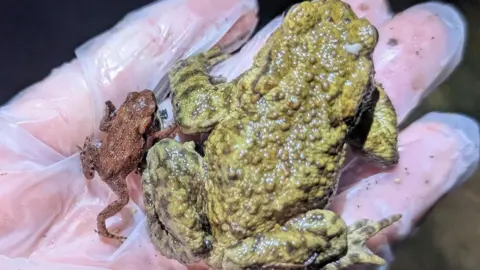 Charlcombe Toad Rescue Group A green and brown toad sitting in the palm of someone's hand, who is wearing a white latex-free glove. Beside the bigger toad is a smaller red-brown one with its tiny back legs outstretched. 
