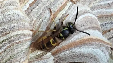 Eilish Rothney A close-up of a wasp on a nest