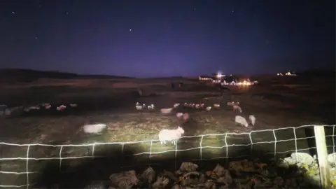 Tammy Hine A large number of sheep in a field, with houses behind them, with lights on, at night. The sky is large and dark with stars in it. A fence is in front of the sheep. 
