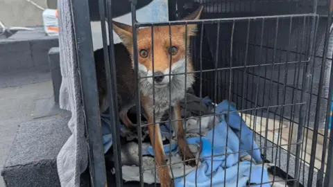 A fox in a black cage looking into the camera