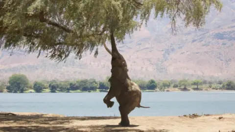 Nick Murray An elephant on its back legs trying to reach a branch