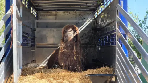 Darren Ives A camel sits on a straw bed inside a transporter vehicle, facing the camera.