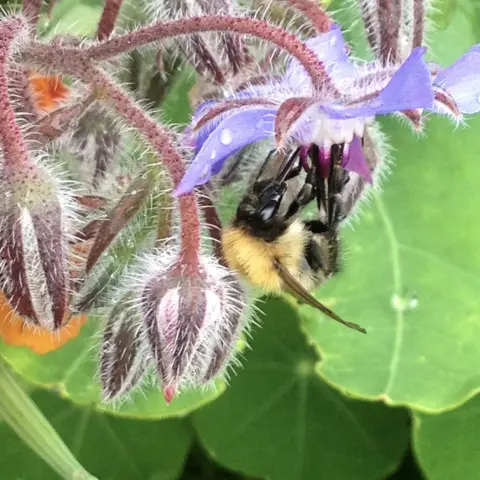 Frances Tophill Bumble Bee