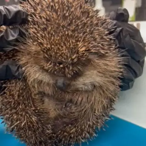 Wild Hedgehog Rescue Hedgehog with balloon syndrome being held by someone wearing black gloves