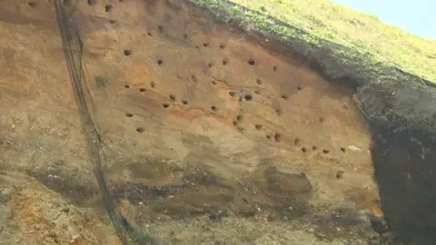 Sand martin nests