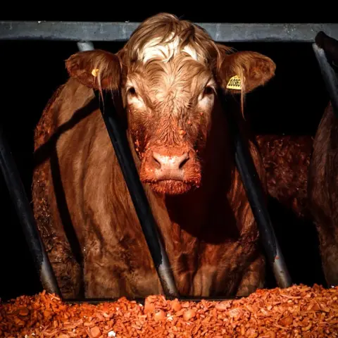 Zoe Kirkbride Cow eating carrots