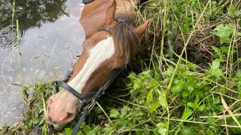 Heather Brosnan Horse stuck in the river