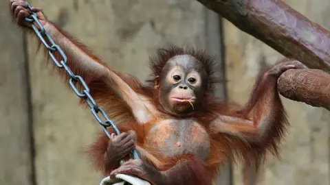 Getty Images One of the orangutans born at the zoo - Changi