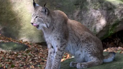 Getty Images A Eurasian lynx