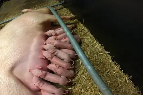 BBC News Gene Edited piglets