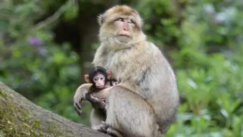 Monkey Forest A macaque and its baby