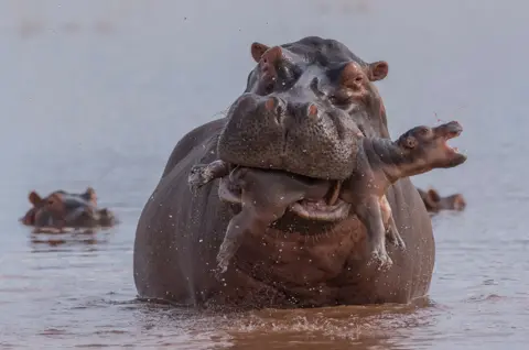 Adrian Hirschi/WPY2019 Hippo