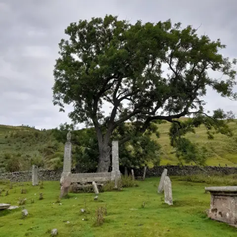 Woodland Trust Ash tree