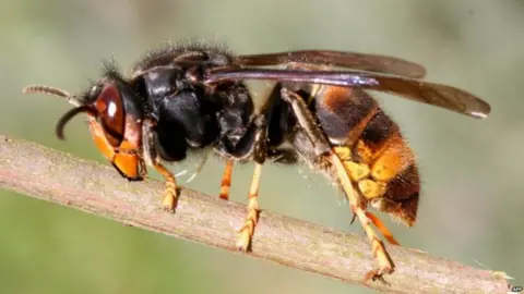 BBC Asian hornet