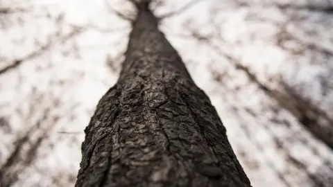 MARTIN BERNETTI trees