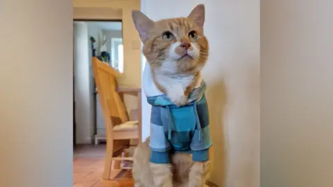 Morgan the ginger cat wearing a blue and white checked hoodie