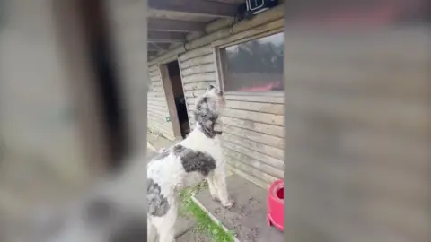 A large, fluffy dog with white and dark patches is standing outside a wooden cabin-like structure, looking upward toward a window or object above it. The ground around the dog appears muddy, and there is a red container or bucket nearby.