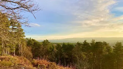 Jungle Jim A scenic view of a forested landscape. 