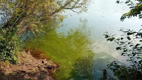 Witney Town Council  Close up of Duck Lake with its waters turned green because of the algae bloom. A tree branch is bent over the water. It's a sunny day.