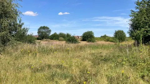 A field bathed in sunshine, with knee-to-chest high wild flowers and large trees in the background. The sky is blue with a few clouds.