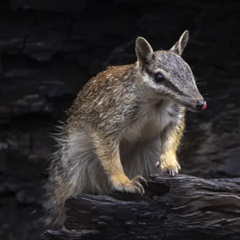 Sharon Jones/BBC A numbat on a blackened log licks its nose