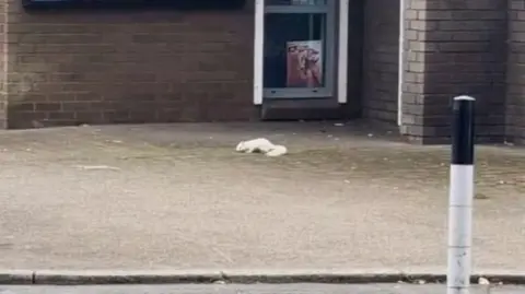 The rare white squirrel spotted on the street