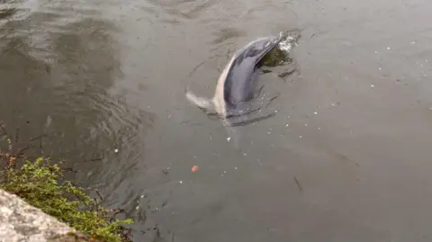 Cam Molland/BDMLR The dolphin while still alive swimming in part of the river. 