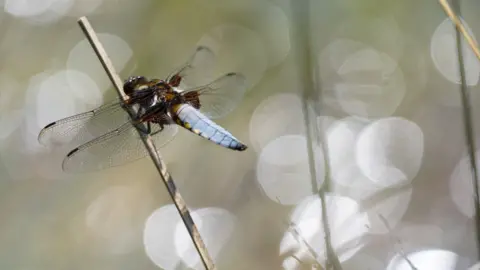 Photograph of a dragonfly at Magdalen Hill Down in Winchester