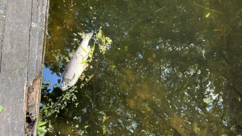 Chris Goreham/BBC A fish floats on top of the river next to a wooden board