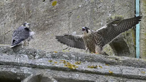 Mick Large Photography Two peregrine falcons, sitting on a church tower. One has its wings out and its mouth open while the other is sitting down with its wings folded in. A blue downpipe is on the right.