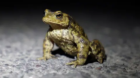 Reuters A close up of a toad on a road in a spotlight of light