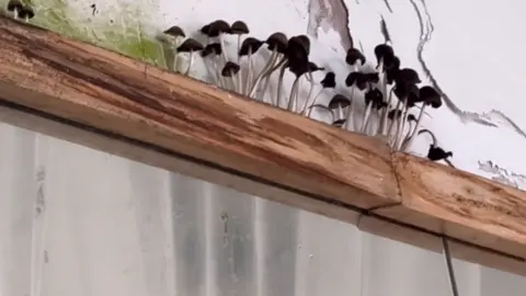Argyll and Bute Council Mushrooms growing out of a water damaged wall