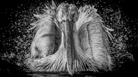 A pelican expelling water from its body as it faces the camera