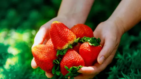 Close up of pair of hands holding multiple red, ripe strawberries